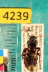  ( - NEONTcarabid4239)  @13 [ ] Copyright (2010) Blevins, KK and Travers, PD National Ecological Observatory Network (NEON) http://www.neoninc.org/content/copyright