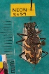  ( - NEONTcarabid5059)  @11 [ ] Copyright (2012) Blevins, KK and Travers, PD National Ecological Observatory Network (NEON) http://www.neoninc.org/content/copyright