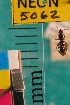  ( - NEONTcarabid5062)  @11 [ ] Copyright (2012) Blevins, KK and Travers, PD National Ecological Observatory Network (NEON) http://www.neoninc.org/content/copyright