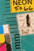  ( - NEONTcarabid5066)  @11 [ ] Copyright (2012) Blevins, KK and Travers, PD National Ecological Observatory Network (NEON) http://www.neoninc.org/content/copyright