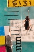  ( - NEONTcarabid5131)  @11 [ ] Copyright (2012) Blevins, KK and Travers, PD National Ecological Observatory Network (NEON) http://www.neoninc.org/content/copyright