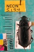  ( - NEONTcarabid5154)  @11 [ ] Copyright (2012) Blevins, KK and Travers, PD National Ecological Observatory Network (NEON) http://www.neoninc.org/content/copyright