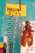  ( - NEONTcarabid5179)  @12 [ ] Copyright (2012) Blevins, KK and Travers, PD National Ecological Observatory Network (NEON) http://www.neoninc.org/content/copyright