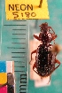  ( - NEONTcarabid5180)  @11 [ ] Copyright (2012) Blevins, KK and Travers, PD National Ecological Observatory Network (NEON) http://www.neoninc.org/content/copyright