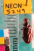  ( - NEONTcarabid5249)  @11 [ ] Copyright (2012) Blevins, KK and Travers, PD National Ecological Observatory Network (NEON) http://www.neoninc.org/content/copyright