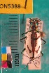  ( - NEONTcarabid5388)  @11 [ ] Copyright (2012) Barton, M National Ecological Observatory Network (NEON) http://www.neoninc.org/content/copyright