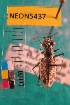  ( - NEONTcarabid5437)  @11 [ ] Copyright (2012) Barton, M National Ecological Observatory Network (NEON) http://www.neoninc.org/content/copyright