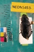  ( - NEONTcarabid5453)  @12 [ ] Copyright (2012) Barton, M National Ecological Observatory Network (NEON) http://www.neoninc.org/content/copyright