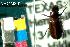  ( - NEONTcarabid8027)  @13 [ ] Copyright (2010) Barton, M National Ecological Observatory Network (NEON) http://www.neoninc.org/content/copyright