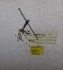  ( - NEONTculicid5323)  @12 [ ] Copyright (2012) Blevins, KK National Ecological Observatory Network (NEON) http://www.neoninc.org/content/copyright