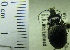  ( - NEONTcarabid1935)  @12 [ ] Copyright (2010) Blevins, KK and Travers, PD National Ecological Observatory Network (NEON) http://www.neoninc.org/content/copyright