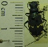  ( - NEONTcarabid1951)  @11 [ ] Copyright (2010) Blevins, KK and Travers, PD National Ecological Observatory Network (NEON) http://www.neoninc.org/content/copyright