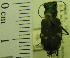  ( - NEONTcarabid1952)  @11 [ ] Copyright (2010) Blevins, KK and Travers, PD National Ecological Observatory Network (NEON) http://www.neoninc.org/content/copyright