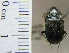  ( - NEONTcarabid1961)  @11 [ ] Copyright (2010) Blevins, KK and Travers, PD National Ecological Observatory Network (NEON) http://www.neoninc.org/content/copyright