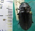  ( - NEONTcarabid1975)  @14 [ ] Copyright (2010) Blevins, KK and Travers, PD National Ecological Observatory Network (NEON) http://www.neoninc.org/content/copyright