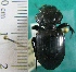 ( - NEONTcarabid1978)  @13 [ ] Copyright (2010) Blevins, KK and Travers, PD National Ecological Observatory Network (NEON) http://www.neoninc.org/content/copyright