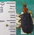  ( - NEONTcarabid1989)  @13 [ ] Copyright (2010) Blevins, KK and Travers, PD National Ecological Observatory Network (NEON) http://www.neoninc.org/content/copyright