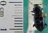  ( - NEONTcarabid1994)  @13 [ ] Copyright (2010) Blevins, KK and Travers, PD National Ecological Observatory Network (NEON) http://www.neoninc.org/content/copyright
