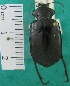  ( - NEONTcarabid1995)  @13 [ ] Copyright (2010) Blevins, KK and Travers, PD National Ecological Observatory Network (NEON) http://www.neoninc.org/content/copyright