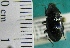  (Diplocheila obtusa - NEONTcarabid2010)  @13 [ ] Copyright (2010) Blevins, KK and Travers, PD National Ecological Observatory Network (NEON) http://www.neoninc.org/content/copyright