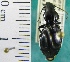  ( - NEONTcarabid2015)  @14 [ ] Copyright (2010) Blevins, KK and Travers, PD National Ecological Observatory Network (NEON) http://www.neoninc.org/content/copyright