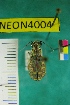  ( - NEONTcarabid4004)  @12 [ ] Copyright (2011) Blevins, KK and Travers, PD National Ecological Observatory Network (NEON) http://www.neoninc.org/content/copyright