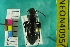  ( - NEONTcarabid4095)  @13 [ ] Copyright (2011) Blevins, KK and Travers, PD National Ecological Observatory Network (NEON) http://www.neoninc.org/content/copyright