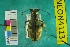  (Cicindela tranquebarica kirbyi - NEONTcarabid4113)  @11 [ ] Copyright (2011) Blevins, KK and Travers, PD National Ecological Observatory Network (NEON) http://www.neoninc.org/content/copyright