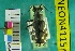  (Cicindela tranquebarica parallelonota - NEONTcarabid4115)  @11 [ ] Copyright (2011) Blevins, KK and Travers, PD National Ecological Observatory Network (NEON) http://www.neoninc.org/content/copyright
