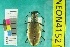  (Cicindela marginipennis - NEONTcarabid4152)  @13 [ ] Copyright (2011) Blevins, KK and Travers, PD National Ecological Observatory Network (NEON) http://www.neoninc.org/content/copyright