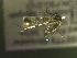  ( - NEONTculicid1549)  @12 [ ] Copyright (2010) Blevins, KK and Travers, PD National Ecological Observatory Network (NEON) http://www.neoninc.org/content/copyright