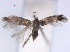  ( - RMNH.INS.24028)  @12 [ ] CreativeCommons - Attribution Non-Commercial Share-Alike (2011) Erik J. van Nieukerken NCB Naturalis