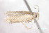  ( - RMNH.INS.23940)  @12 [ ] Unspecified (default): All Rights Reserved  Unspecified Unspecified