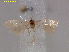  ( - RMNH.INS.15640)  @11 [ ] CreativeCommons  Attribution Non-Commercial Share-Alike (2020) Erik J. van Nieukerken-Naturalis Naturalis Biodiversity Center