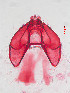  ( - RMNH.INS.30698)  @11 [ ] CreativeCommons - Attribution Share-Alike (2018) EJ van Nieukerken Naturalis Biodiversity Centre