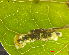  (Fomoria hypericella - RMNH.INS.30823)  @12 [ ] CreativeCommons - Attribution Non-Commercial Share-Alike (2016) Erik J. van Nieukerken-Nauturalis Unspecified