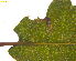  ( - RMNH.INS.31092)  @11 [ ] CreativeCommons  Attribution Non-Commercial Share-Alike (2017) Erik J. van Nieukerken-Nauturalis Unspecified