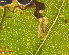  ( - RMNH.INS.31092)  @11 [ ] CreativeCommons  Attribution Non-Commercial Share-Alike (2017) Erik J. van Nieukerken-Nauturalis Unspecified