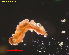  ( - RMNH.INS.31158)  @11 [ ] CreativeCommons  Attribution Non-Commercial Share-Alike (2018) Erik J. van Nieukerken-Nauturalis Naturalis Biodiversity Center