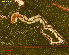  ( - RMNH.INS.31158)  @11 [ ] CreativeCommons  Attribution Non-Commercial Share-Alike (2018) Erik J. van Nieukerken-Nauturalis Naturalis Biodiversity Center