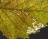  ( - RMNH.INS.31159)  @11 [ ] CreativeCommons  Attribution Non-Commercial Share-Alike (2018) Erik J. van Nieukerken-Nauturalis Naturalis Biodiversity Center
