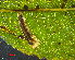  ( - RMNH.INS.31274)  @11 [ ] CreativeCommons  Attribution Non-Commercial Share-Alike (2018) Erik J. van Nieukerken-Nauturalis Naturalis Biodiversity Center