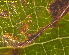  ( - RMNH.INS.31274)  @11 [ ] CreativeCommons  Attribution Non-Commercial Share-Alike (2018) Erik J. van Nieukerken-Nauturalis Naturalis Biodiversity Center