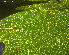  ( - RMNH.INS.31283)  @11 [ ] CreativeCommons  Attribution Non-Commercial Share-Alike (2018) Erik J. van Nieukerken-Nauturalis Naturalis Biodiversity Center