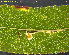  ( - RMNH.INS.31300)  @11 [ ] CreativeCommons  Attribution Non-Commercial Share-Alike (2018) Erik J. van Nieukerken-Nauturalis Naturalis Biodiversity Center