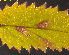  ( - RMNH.INS.31388)  @12 [ ] CreativeCommons  Attribution Non-Commercial Share-Alike (2020) Erik J. van Nieukerken-Naturalis Naturalis Biodiversity Center