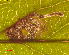  ( - RMNH.INS.31388)  @12 [ ] CreativeCommons  Attribution Non-Commercial Share-Alike (2020) Erik J. van Nieukerken-Naturalis Naturalis Biodiversity Center