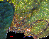  ( - RMNH.INS.31423)  @11 [ ] CreativeCommons  Attribution Non-Commercial Share-Alike (2020) Erik J. van Nieukerken-Naturalis Naturalis Biodiversity Center