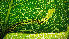  ( - RMNH.INS.31441)  @11 [ ] CreativeCommons  Attribution Non-Commercial Share-Alike (2020) Erik J. van Nieukerken-Naturalis Naturalis Biodiversity Center