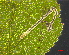  ( - RMNH.INS.31449)  @11 [ ] CreativeCommons  Attribution Non-Commercial Share-Alike (2020) Erik J. van Nieukerken-Naturalis Naturalis Biodiversity Center